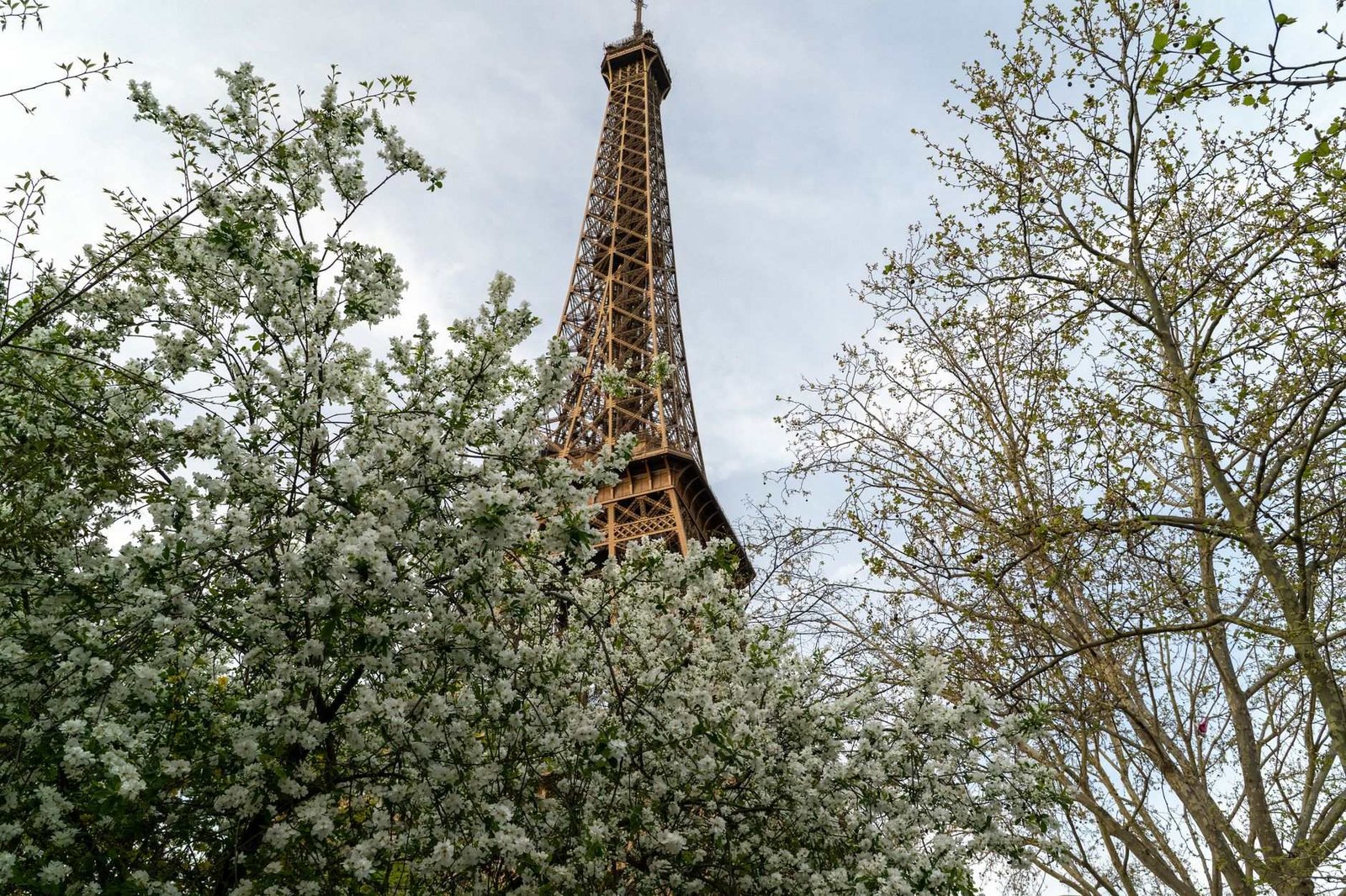 Melhor Horário e Época para Visitar a Torre Eiffel 3 Torre Eiffel rodeada de árvores em flor na primavera em Paris