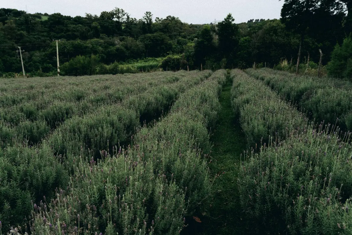 Quando viajar para a França: calendário por região e clima 2 Campo de lavanda florido na Provença durante o verão